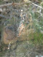 Alle Spinnen in Australien sind giftig...