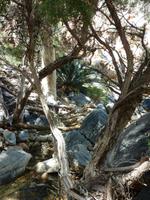 Auf dem Weg zu Standley Chasm