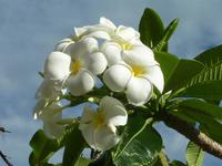 Frangipani - Tempelbaum