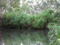 Yellow Waters Cruise