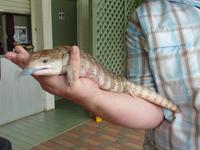 Blue Tongue Leguan