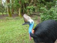 Cassowary