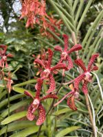 Singapur - Orchideen-Garten