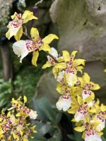 Singapur - Orchideen-Garten