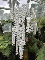 Singapur - Orchideen-Garten