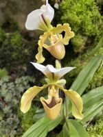 Singapur - Orchideen-Garten