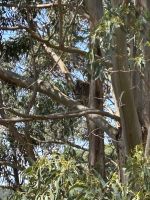 Erster Koala an der Great Ocean Road