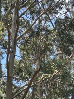 Erster Koala an der Great Ocean Road