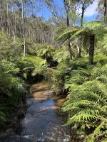 Blue Mountains - Jamison Valley