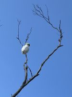 Blue Mountains - Kakadu