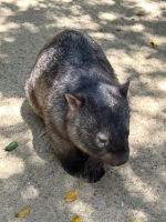 im Featherdale Wildlife Park Sydney