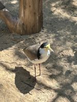 im Featherdale Wildlife Park Sydney