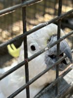 im Featherdale Wildlife Park Sydney