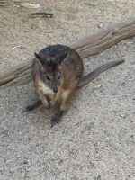 im Featherdale Wildlife Park Sydney