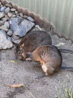 im Featherdale Wildlife Park Sydney
