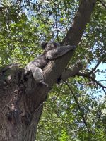 im Featherdale Wildlife Park Sydney