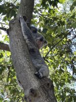 im Featherdale Wildlife Park Sydney