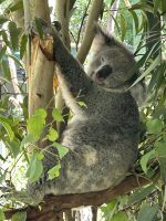 im Featherdale Wildlife Park Sydney