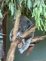 im Featherdale Wildlife Park Sydney