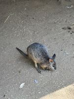 im Featherdale Wildlife Park Sydney