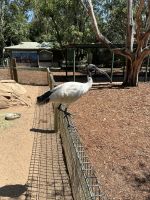 im Featherdale Wildlife Park Sydney