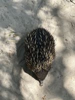 im Featherdale Wildlife Park Sydney