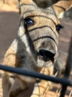 im Featherdale Wildlife Park Sydney