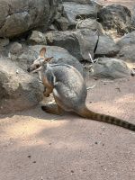 im Featherdale Wildlife Park Sydney