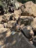 im Featherdale Wildlife Park Sydney