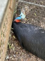 im Featherdale Wildlife Park Sydney
