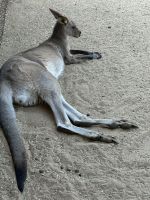 im Featherdale Wildlife Park Sydney