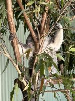 im Featherdale Wildlife Park Sydney