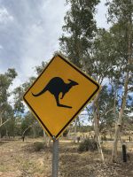 Achtung Känguru