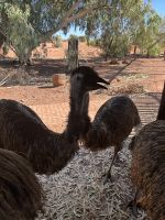 Emu-Farm im Outback
