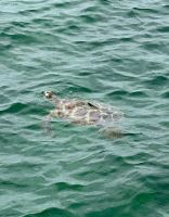 Schildkröte gesichtet