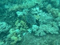 Schnorcheln am Great Barrier Reef