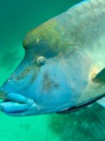 Schnorcheln am Great Barrier Reef