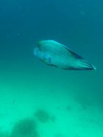 Schnorcheln am Great Barrier Reef