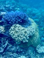 Schnorcheln am Great Barrier Reef