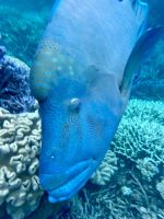 Schnorcheln am Great Barrier Reef