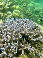 Schnorcheln am Great Barrier Reef