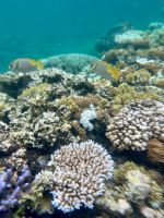 Schnorcheln am Great Barrier Reef