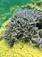 Schnorcheln am Great Barrier Reef