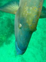 Schnorcheln am Great Barrier Reef