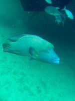 Schnorcheln am Great Barrier Reef