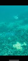 Schnorcheln am Great Barrier Reef