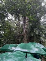 Spaziergang im Regenwald 