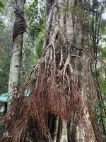 Spaziergang im Regenwald