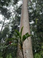 Spaziergang im Regenwald