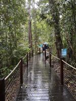 Spaziergang durch den Regenwald